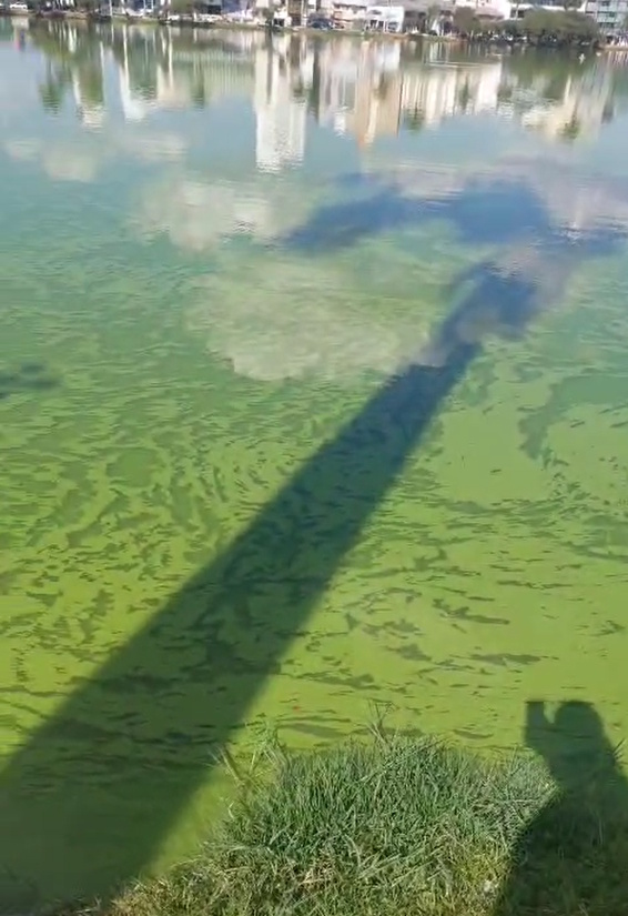 Lagoa Paulino agoniza com odor e lodo impactando negativamente no meio ambiente e comércio