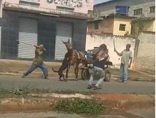 homem mata cavalo para comer