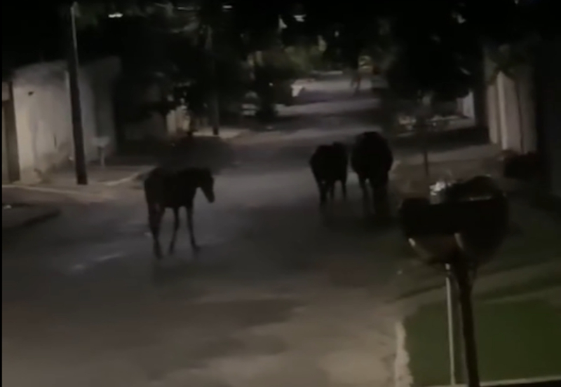 [VÍDEO] Cavalos soltos expõem abandono e falta de fiscalização da Prefeitura em Sete Lagoas